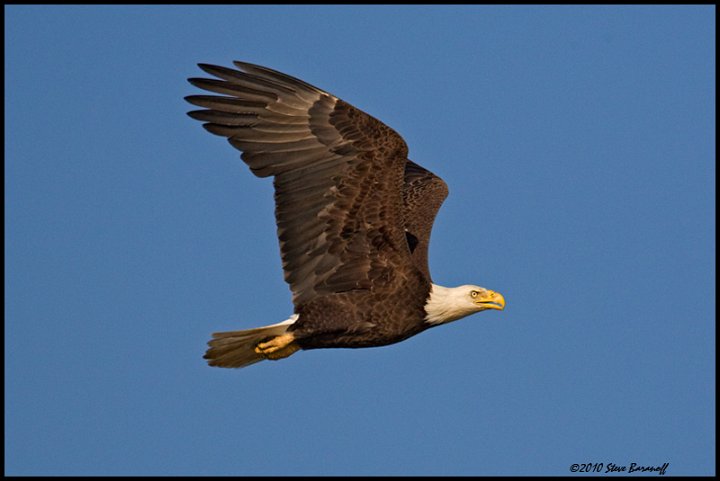 _0SB0591 american bald eagle.jpg
